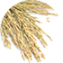 Rice Bran Extract Image